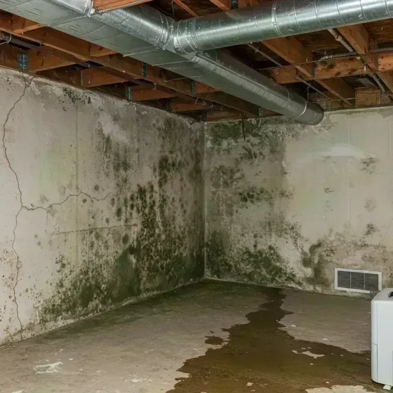 Professional Mold Removal in Centreville, IL